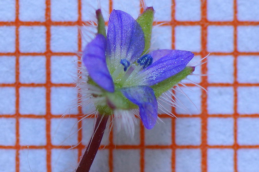 Veronica hederifolia ssp. hederifolia